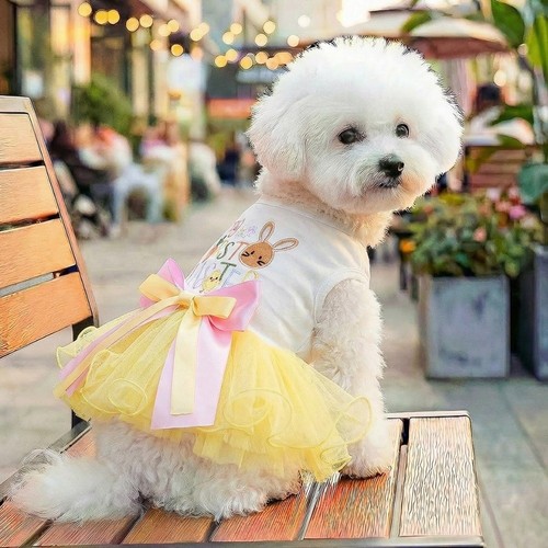 Small pet dog - summer, puffy