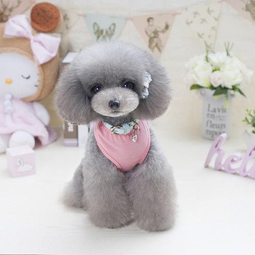 Cute pattern pet puppy - pet, cat