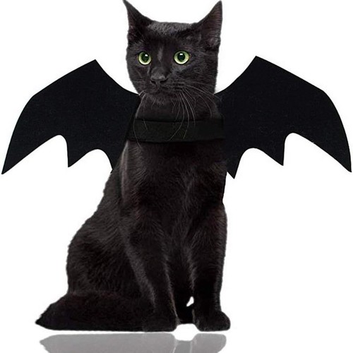 Cute cat dog bat wings - bat,
