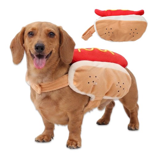 Halloween pet hot - halloween, costume