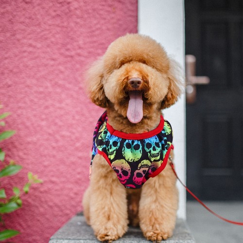 Pet clothes for - ,