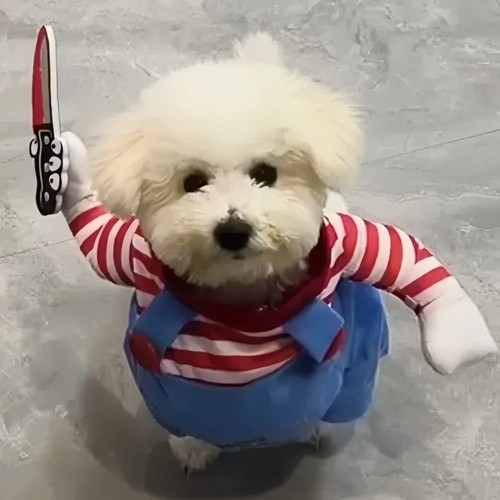 Halloween funny pet costume - halloween,