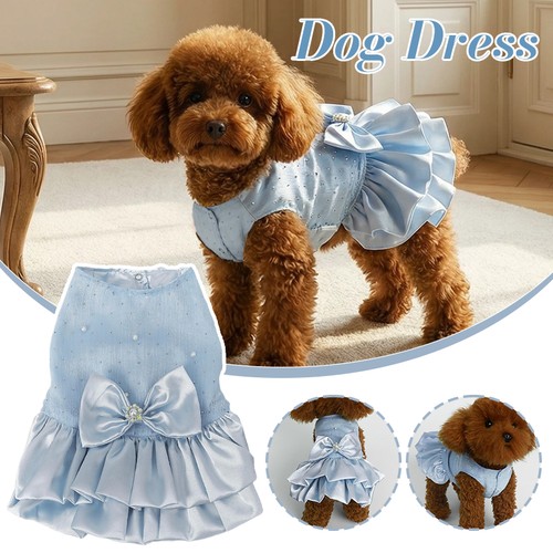 Cute pet dog - dog, princess