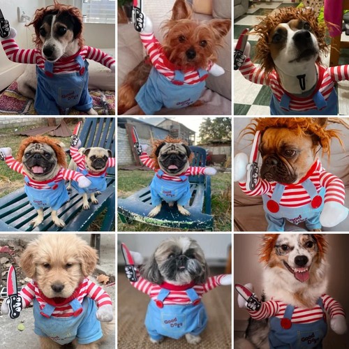 Halloween funny pet - pet, costume