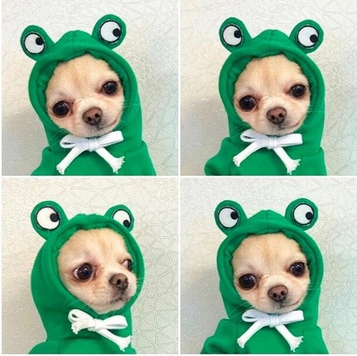 Cute dog puppies - cute,