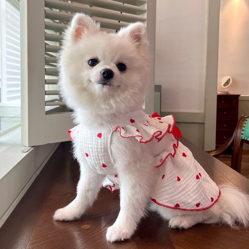 Dogs skirt pet dress - skirt,