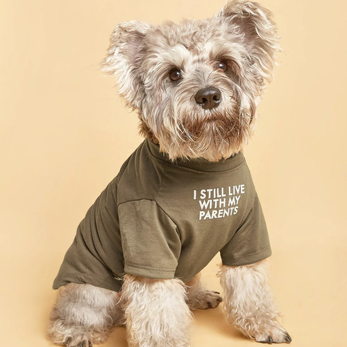Cute dog clothes - dog, clothes,dog