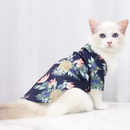 Cute pet dog cat - cute,