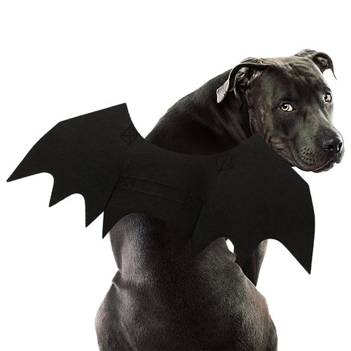 Halloween cute wings pet - wings,