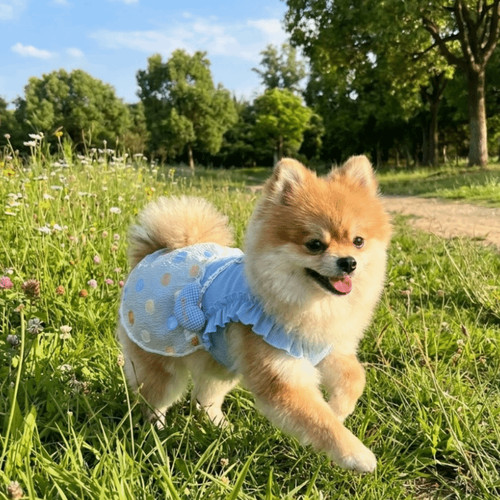Breathable cat dog - breathable,