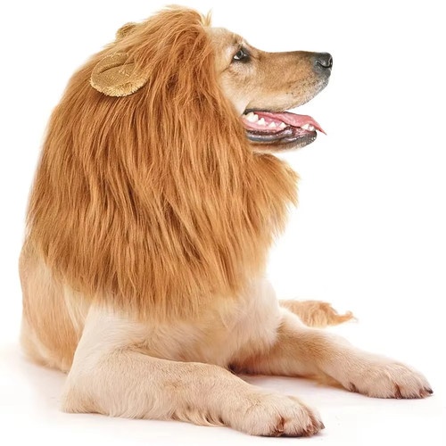 Cute pet dog cosplay - dog, clothes