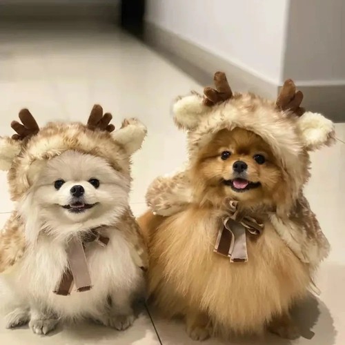 Cute pet dog cat - dog,