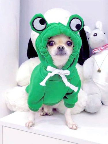Cute frog pet sweater green - pet,