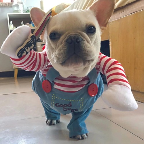 Halloween funny pet costume - halloween,