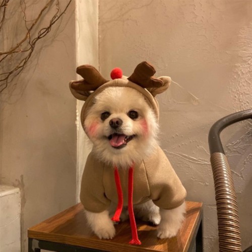 Cute fruit dog hoodie warm - hoodie,